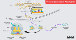 Protein Sentezinin Aşamaları