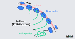 Çoklu Üretim: Poliribozom