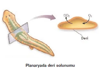 Deri Solunumu