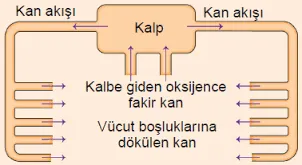 Açık Dolaşım Sistemi