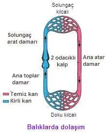 Balıklarda Dolaşım Sistemi