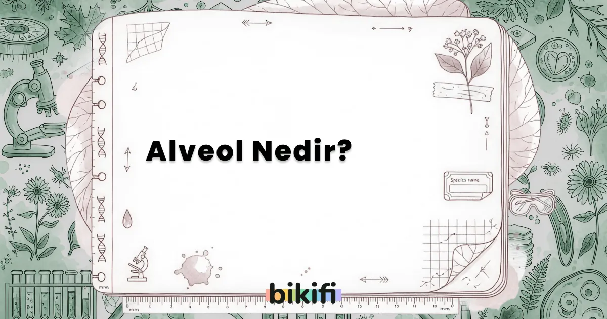 Alveol Nedir?