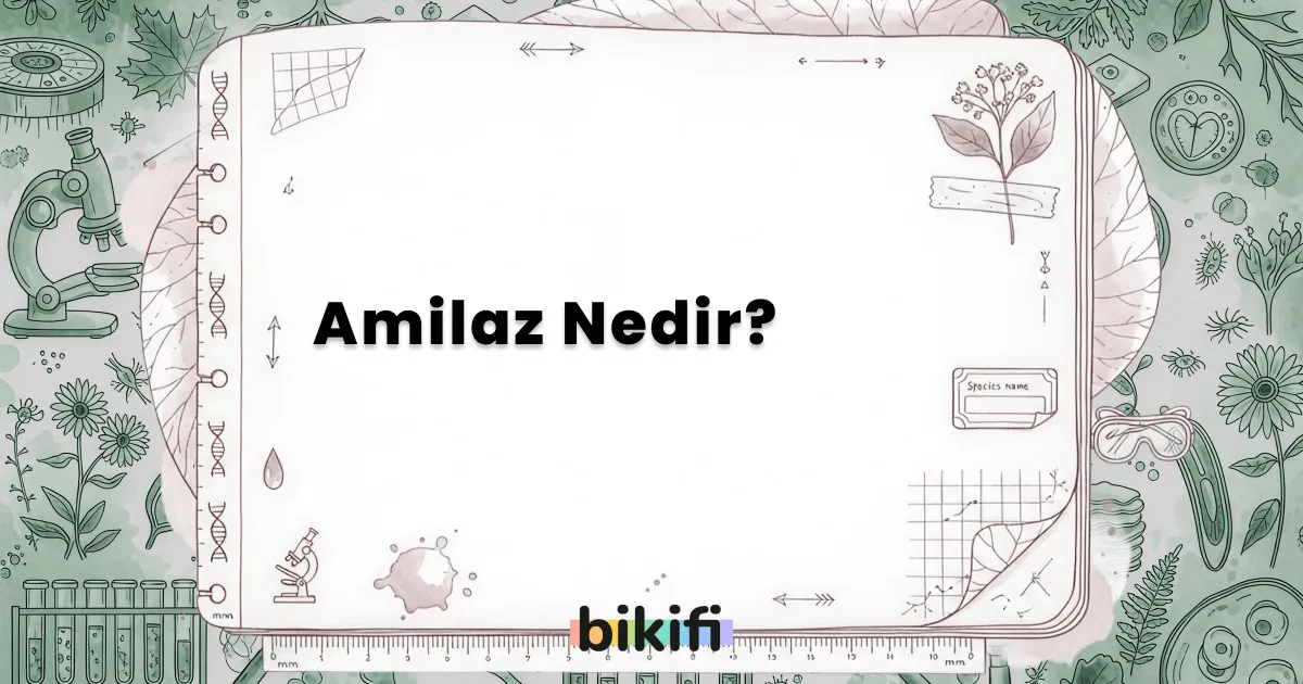 Amilaz Nedir?