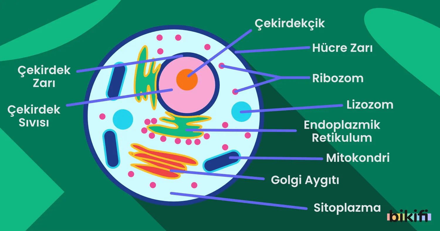 9. Sınıf Hücre