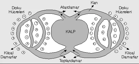 Kapalı Dolaşım Sistemi