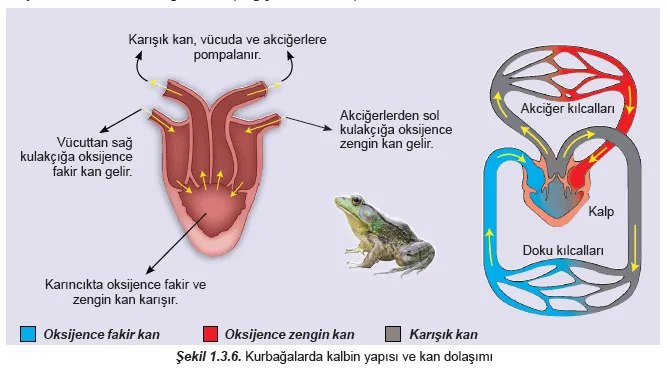 Kurbağalarda Dolaşım  Sistemi 