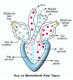 Kuş ve Memelilerde Dolaşım Sistemi