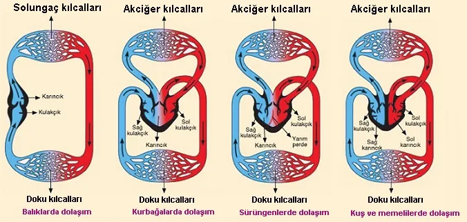 Soğukkanlı canlı
