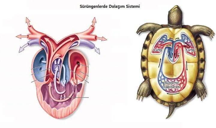 Sürüngenlerde Dolaşım Sistemi