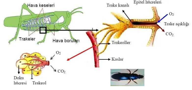 Trake Solunumu