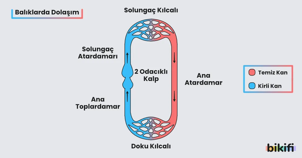Balıklar
