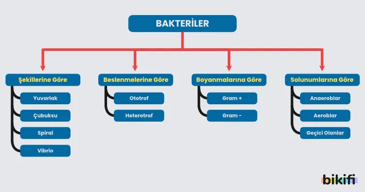Bakterilerin şekillerine, beslenmelerine, boyanmalarına ve solunumlarına göre sınıflandırılması