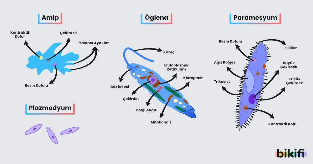 Protozoalar