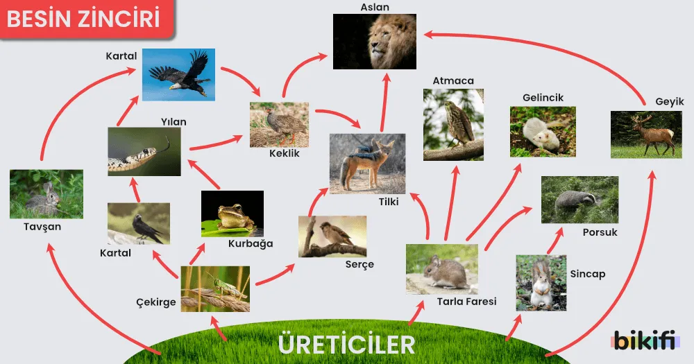 örnek bir besin zinciri gösterimi ve enerji akışı