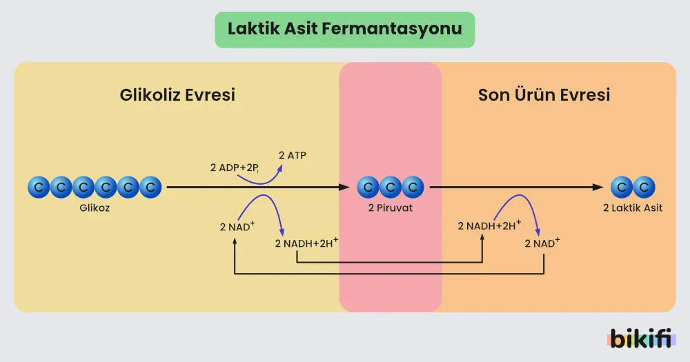 Laktik Asit Fermantasyonu