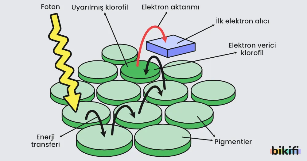 Fotosistem Kavramı