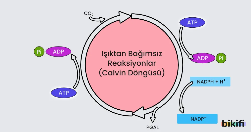 Işığa Bağımsız Tepkimeler
