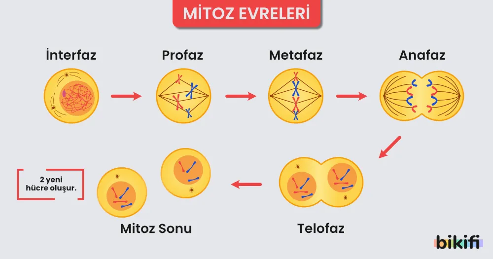 Mitoz bölünmenin evreleri