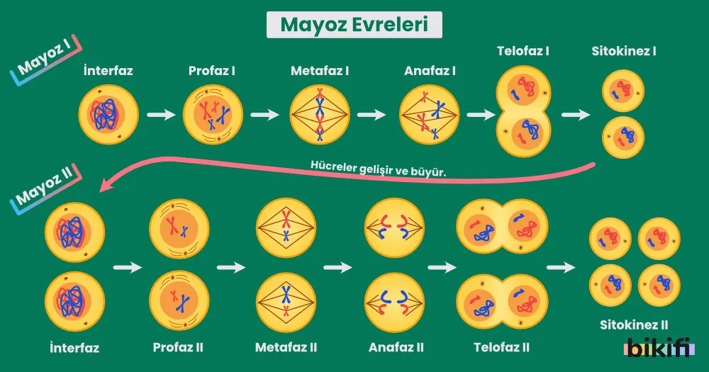 Mayoz bölünmenin evreleri