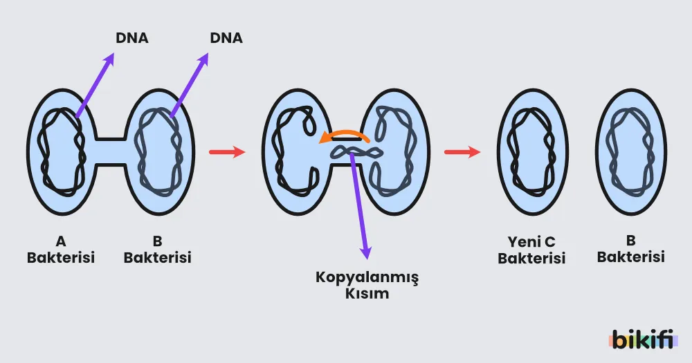 Konjugasyonla üreme