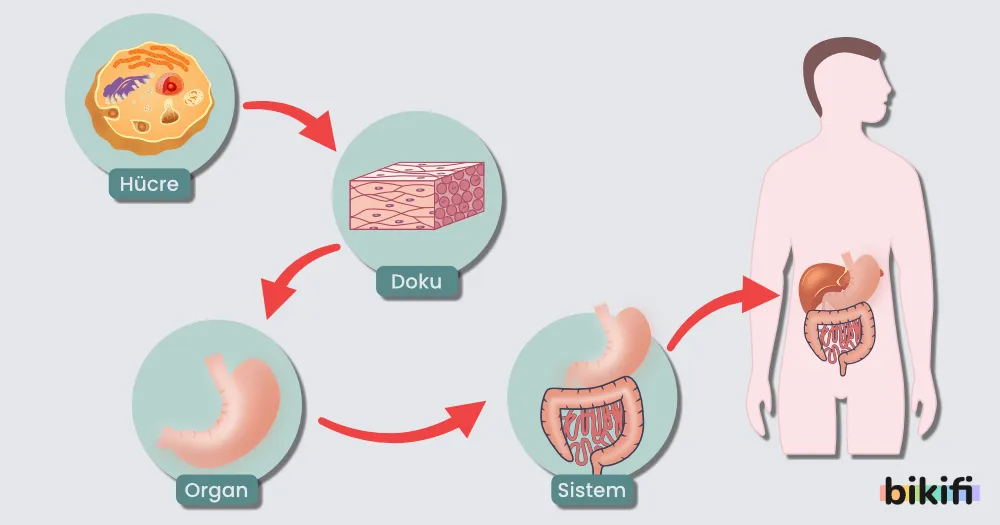 Hücre, doku, organ, sistem ve organizma kavramlarının gösterimi  