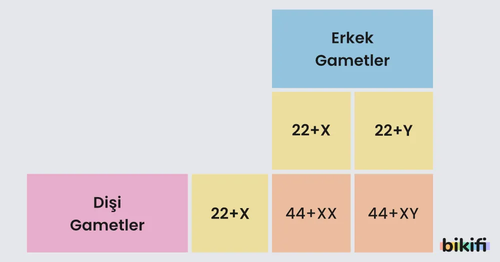 İnsanda Erkek ve Dişi Gametler