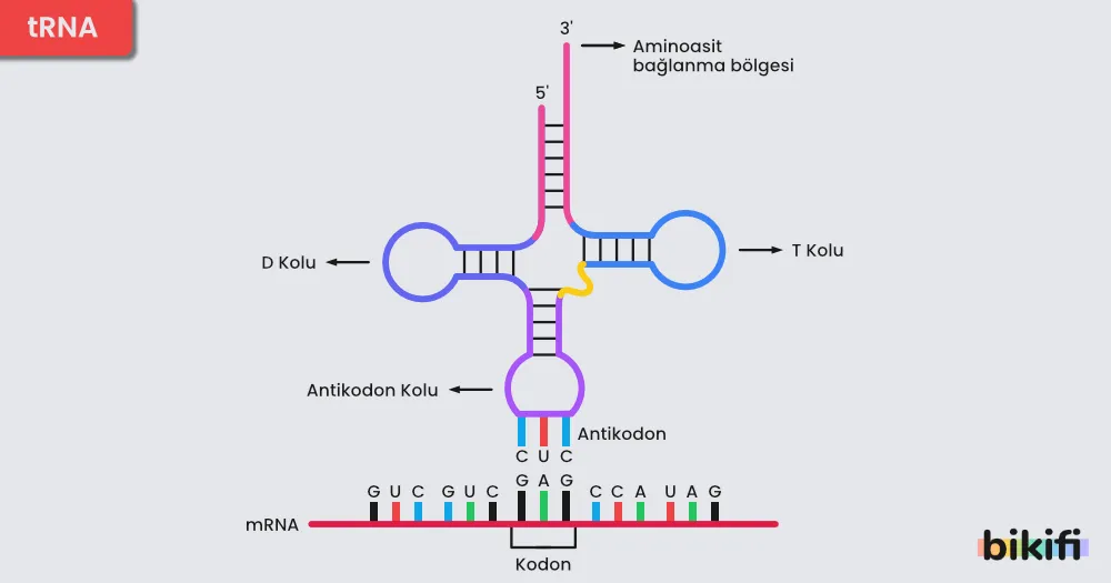 trna bölümleri