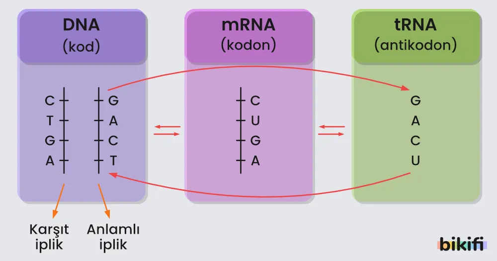 rRna ve kısımları