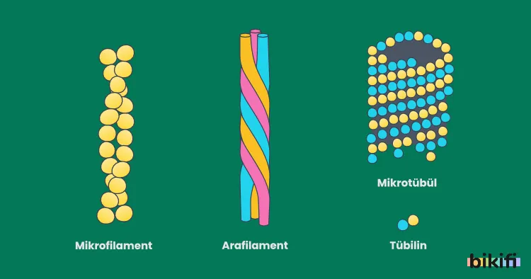 Hücre İskeletini oluşturan yapılar: mikrofilament, arafilament, mikrotübü, tübilin