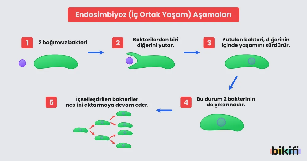 Endosimbiyoz kurmaı hakkında 