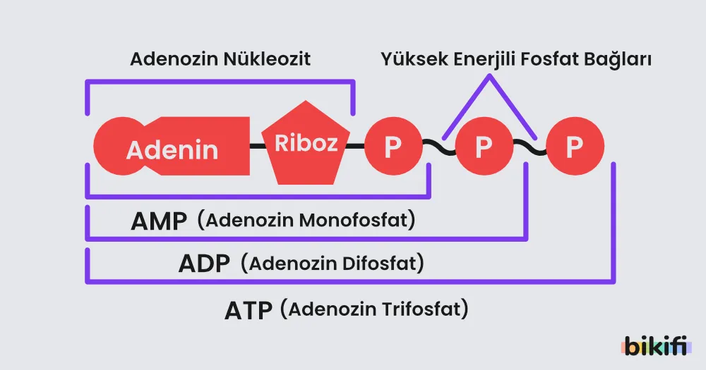 Bu şema ATP molekülünün yapısını göstermektedir. ATP (Adenozin Trifosfat), bir adenin bazı, riboz şekeri ve üç adet fosfat grubundan oluşmaktadır. Adenin ve riboz birleşimi adenosin nükleozitini oluşturur. Fosfat grupları arasındaki yüksek enerjili bağlar enerji depolamada kullanılır. Fosfat gruplarının sayısına göre isimlendirme yapılır; bir fosfatlı hali AMP (Adenozin Monofosfat), iki fosfatlı hali ADP (Adenozin Difosfat), üç fosfatlı hali ise ATP (Adenozin Trifosfat) olarak adlandırılır.