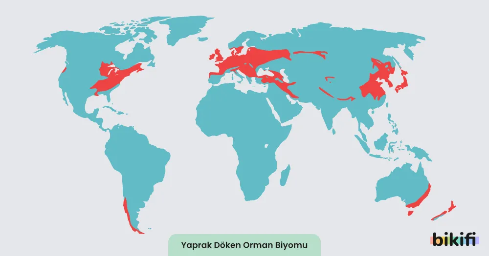 Yaprak Döken Orman Biyomu