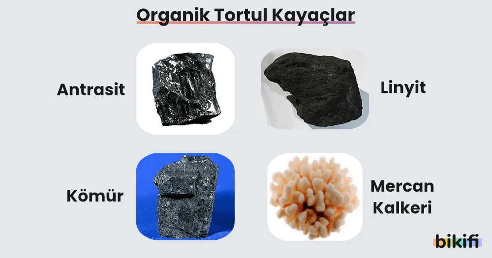 organik tortul kayaçlar