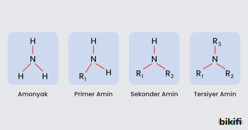 Aminler
