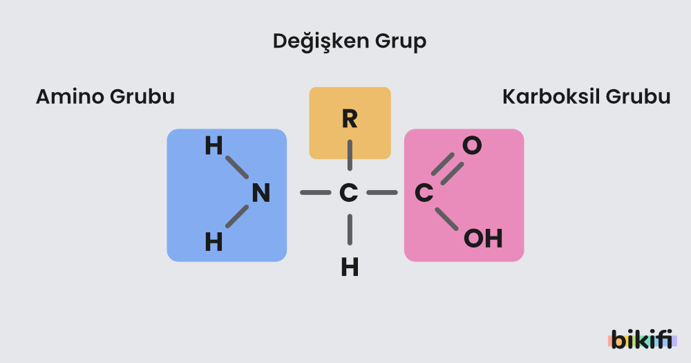 Bir aminoasitin yapısı