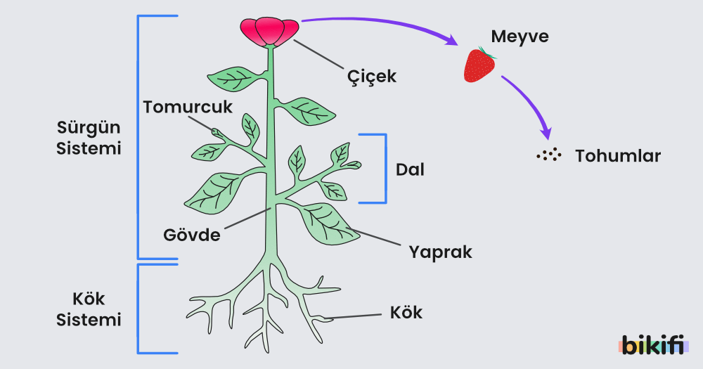 bitki kökleri diyagramı