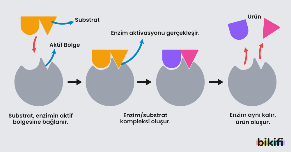 Enzimlerin Çalışma Prensibi