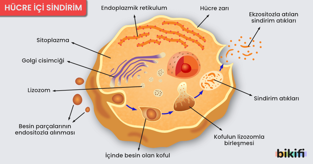Hücre İçi Sindirim
