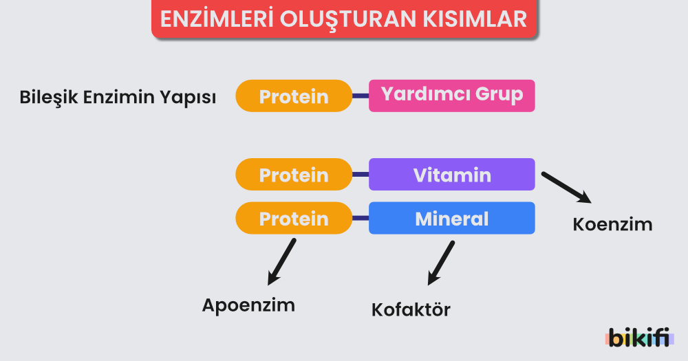 Enzimleri oluşturan kısımlar