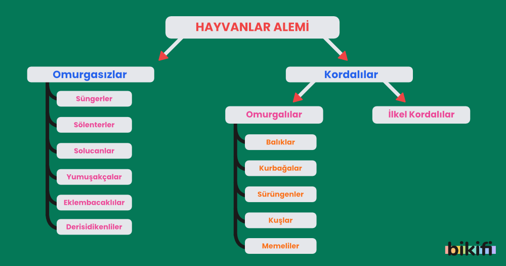 Hayvanlar Alemi Sınıflandırılması