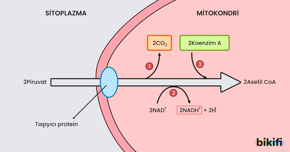Bu şema, piruvatın mitokondri içerisine geçip asetil CoA'ya dönüşümünü (piruvat oksidasyonu) göstermektedir. Sitoplazmada oluşan iki piruvat molekülü, taşıyıcı proteinler aracılığıyla mitokondri içine alınır. Bu sırada her piruvat molekülünden birer CO₂ molekülü çıkarak toplamda 2 CO₂ açığa çıkar (dekarboksilasyon). Aynı zamanda NAD⁺ molekülleri indirgenerek NADH+H⁺ oluşur. Son olarak, iki koenzim A molekülü ile birleşerek iki asetil CoA molekülüne dönüşür. Bu süreç, Krebs döngüsünün başlangıcı için gerekli molekülü (asetil CoA) sağlar.
