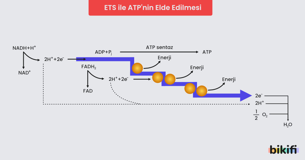 Elektron Taşıma Sistemi (ETS) ile ATP'nin elde edilmesi, sentezlenmesi.