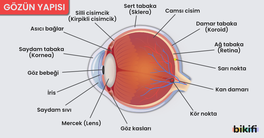 Gözün Yapısı