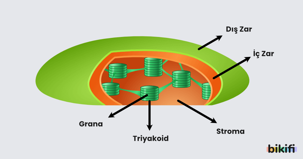 kloroplastın yapısı