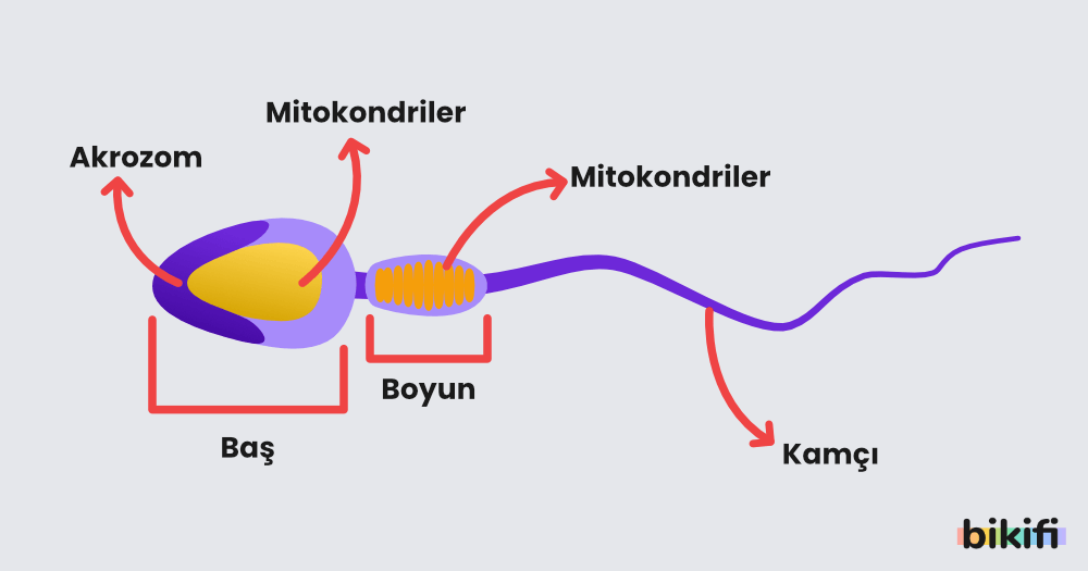 Spermin Yapısında bulunan organeller