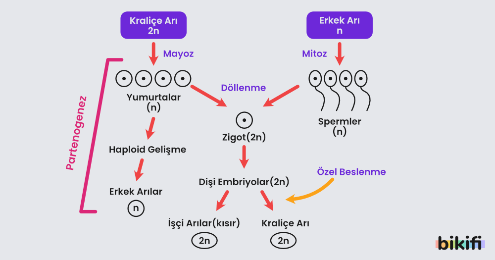 Partenogenez ile üreme