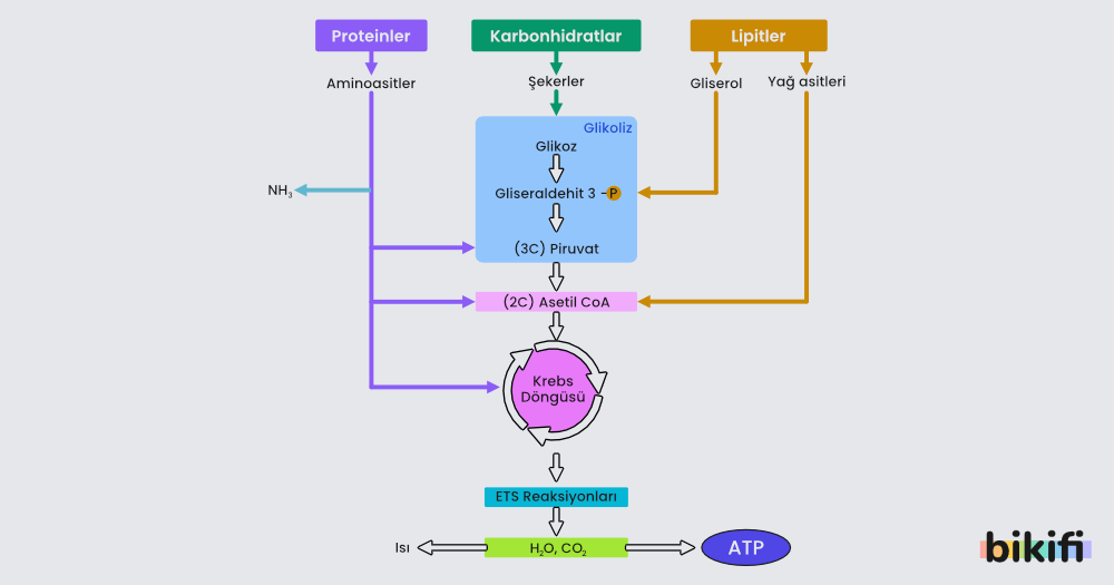 Besinlerin Oksijenli Solunuma Katılma Yolları