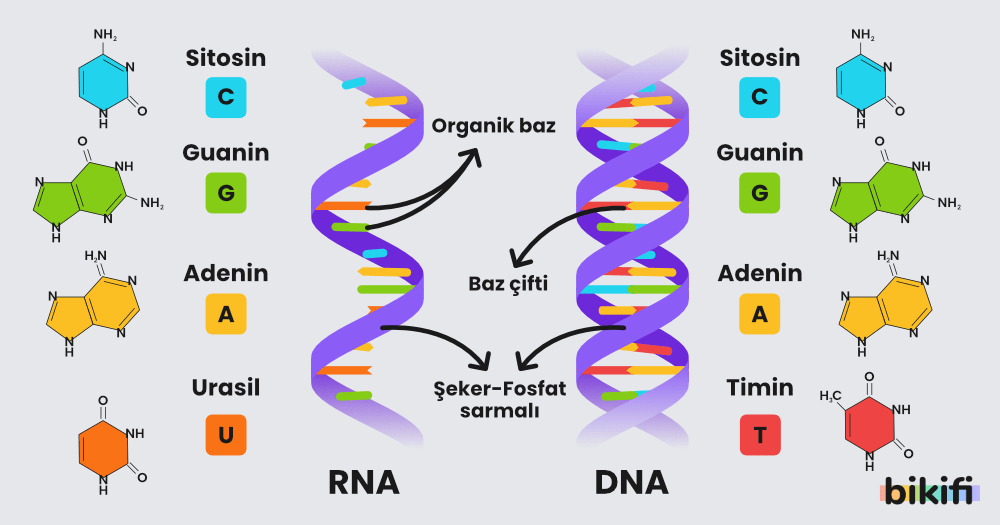 RNA ve DNA'nın karşılaştırması