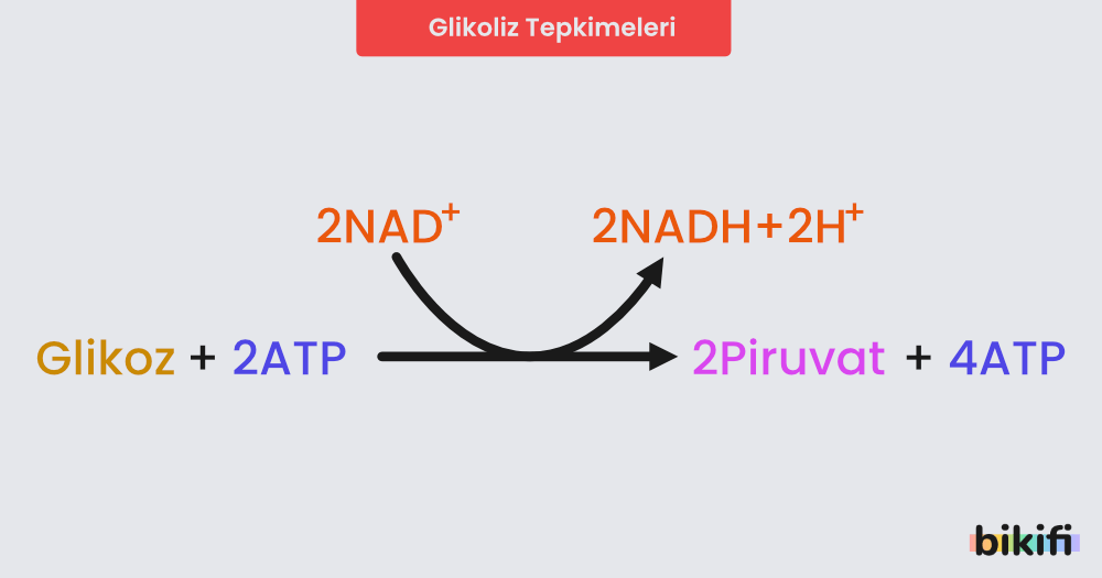 Glikoliz Tepkimeleri kimyasal gösterimi