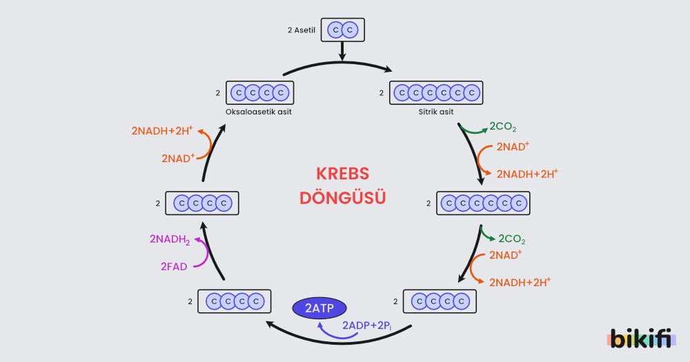 Krebs Döngüsü Tepkimeleri